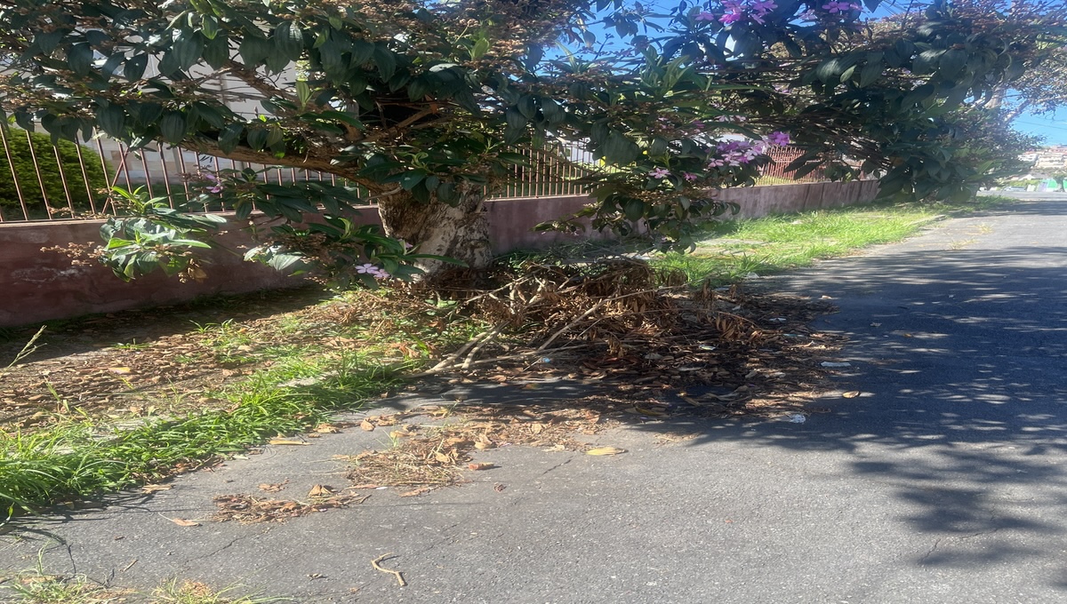 Há semanas o mato alto se acumula em algumas ruas. Esta árvore na rua Marília está cercada de folhas secas. Foto créditos : radiotvwebnews